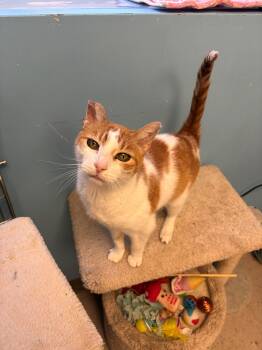Domestic Short Hair Cats Available for Adoption in Kingston, Massachusetts - Freckles | PetCurious