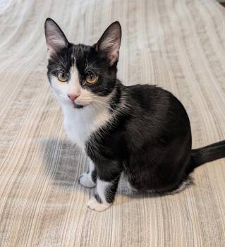 Cleo -  Domestic Short Hair Cat for Adoption in Dublin, Ohio - Cleo | PetCurious