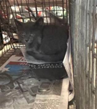 SEASMOKE -  Domestic Short Hair Cat for Adoption in Louisville, Kentucky - SEASMOKE | PetCurious