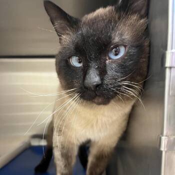 Domestic Short Hair and Siamese Cats Available for Adoption - Smoke Dog | PetCurious
