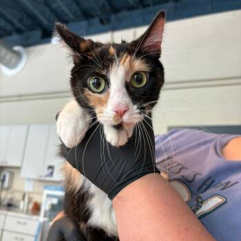 Domestic Short Hair Cats Available for Adoption in Huntington, West Virginia - Lilith | PetCurious