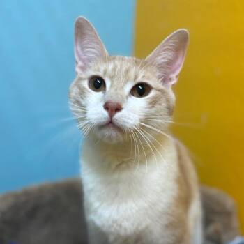 Domestic Short Hair Cats Available for Adoption in Springfield, Missouri - Aussie (Niko) | PetCurious