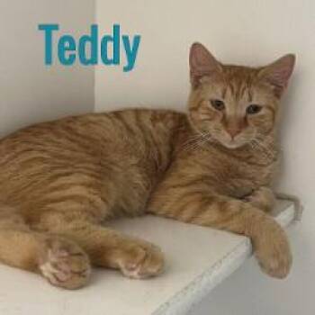 Teddy -  Domestic Short Hair Cat for Adoption in Pleasantville, New Jersey - Teddy | PetCurious