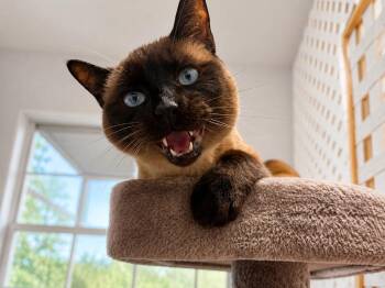 Jen -  Siamese and Domestic Short Hair Cat for Adoption in Sebastian, Florida - Jen | PetCurious