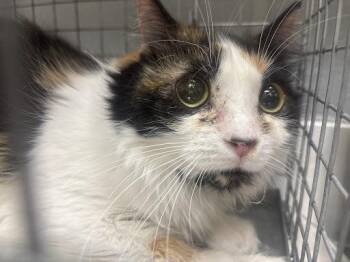 Domestic Medium Hair Cats Available for Adoption - PIPPIN | PetCurious