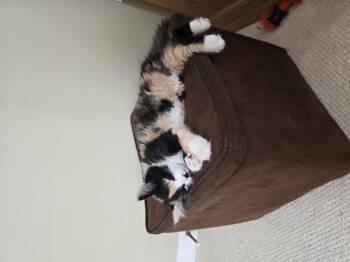 Chanel -  Domestic Medium Hair Cat for Adoption in San Diego, California - Chanel | PetCurious