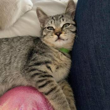 Wasabi Bingham -  Domestic Short Hair Cat for Adoption in Eagle Mountain, Utah - Wasabi Bingham | PetCurious