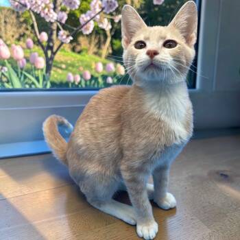 Mandarin -  Domestic Short Hair Cat for Adoption in Tulsa, Oklahoma - Mandarin | PetCurious