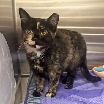 Autumn -  Domestic Short Hair Cat for Adoption in Hailey, Idaho - Autumn | PetCurious