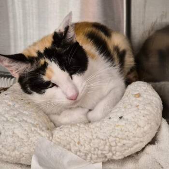Lucy Girl -  Domestic Short Hair Cat for Adoption in Bentonville, Arkansas - Lucy Girl | PetCurious