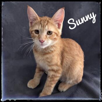 Sunny -  Domestic Short Hair Cat for Adoption in El Cajon, California - Sunny | PetCurious