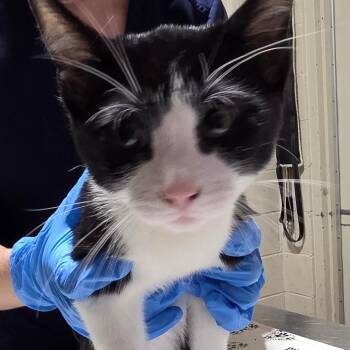 Milk Dud -  Domestic Short Hair Cat for Adoption in Milton, Florida - Milk Dud | PetCurious