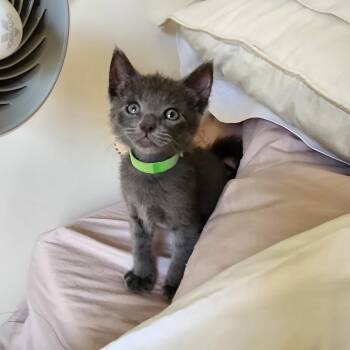 Sprinkle -  Domestic Short Hair Cat for Adoption in Los Angeles, California - Sprinkle | PetCurious