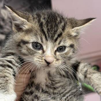 TT -  Domestic Short Hair Cat Available for Adoption in Fresno, California - TT | PetCurious