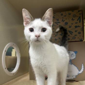 Wade -  Domestic Short Hair Cat for Adoption in West Olive, Michigan - Wade | PetCurious