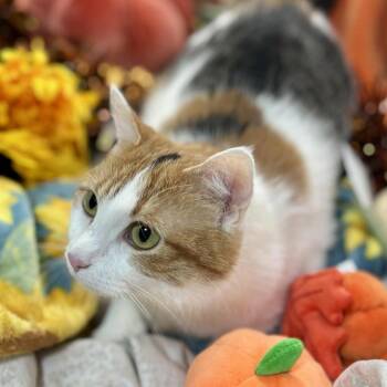 Rescue Domestic Short Hair Cats for Adoption in Sioux Falls, South Dakota - Jasmine | PetCurious