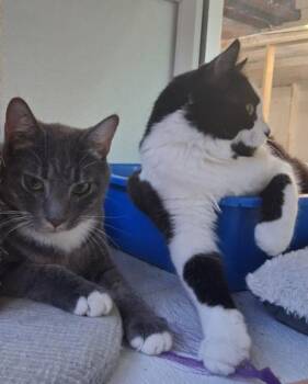 Olly & Ovi -  Domestic Short Hair Cat Available for Adoption in Courtenay, British Columbia - Olly & Ovi | PetCurious