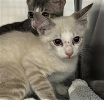 EVERYTHING BAGEL -  Domestic Short Hair Cat for Adoption in Killeen, Texas - EVERYTHING BAGEL | PetCurious