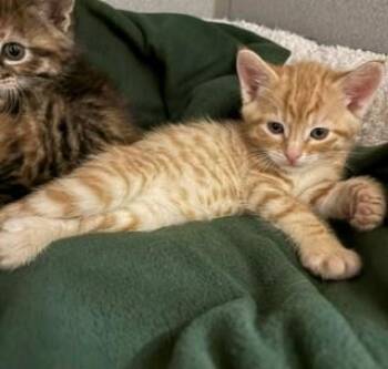 Stampede -  Domestic Short Hair Cat for Adoption in Mason City, Iowa - Stampede | PetCurious
