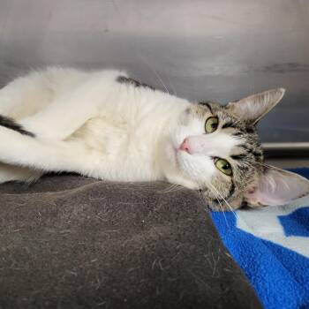 Rescue Domestic Short Hair Cats for Adoption in Chilton, Wisconsin - Ice | PetCurious