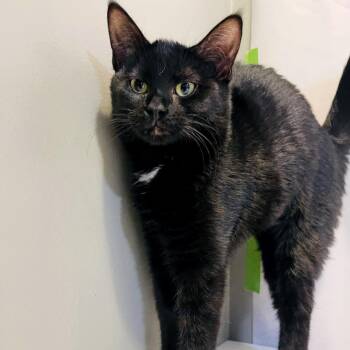 Domestic Short Hair Cats Available for Adoption in Fredericksburg, Virginia - Sooty Sara | PetCurious