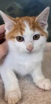 Rescue Domestic Short Hair Cats for Adoption in Liberty, Missouri - Twitter | PetCurious