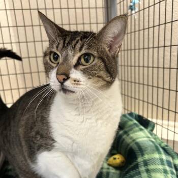 Domestic Short Hair Cats Available for Adoption - Maya | PetCurious