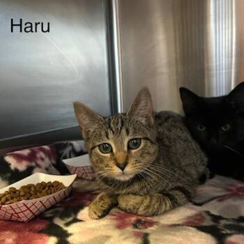 Haru -  Domestic Short Hair Cat for Adoption in Knoxville, Tennessee - Haru | PetCurious