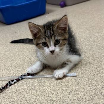 Han -  Domestic Short Hair Cat for Adoption in Naperville, Illinois - Han | PetCurious