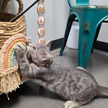Pan -  Domestic Short Hair Cat for Adoption in Normal, Illinois - Pan | PetCurious