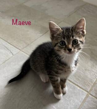 Tabby Cats Available for Adoption in Lambertville, New Jersey - Maeve | PetCurious