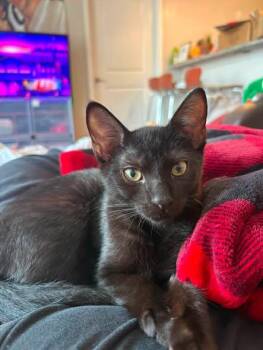 Cheddar -  Domestic Short Hair Cat for Adoption in Wilmington, North Carolina - Cheddar | PetCurious