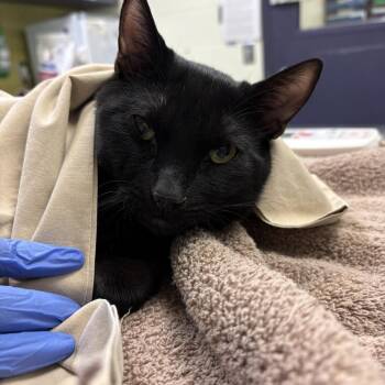 Domestic Short Hair Cats Available for Adoption - Figment | PetCurious