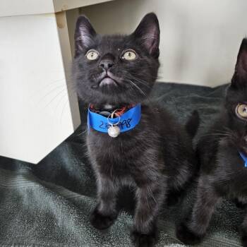 Jax -  Domestic Short Hair Cat for Adoption in Fairport, New York - Jax | PetCurious