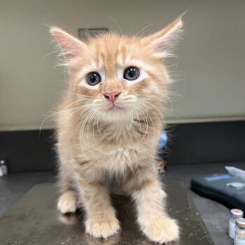 06/30/2026-Stray-MilgenRoad-4 -  Domestic Long Hair Cat for Adoption in Columbus, Georgia - 06/30/2026-Stray-MilgenRoad-4 | PetCurious
