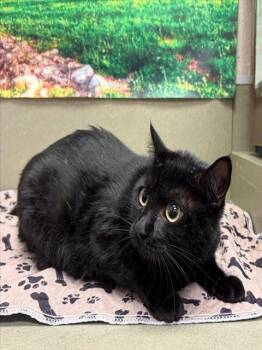 Domestic Short Hair Cats Available for Adoption in Moreno Valley, California - A550304 | PetCurious