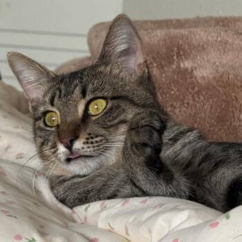 James Leonhardt -  Domestic Short Hair and Tabby Cat for Adoption in Morrison, Colorado - James Leonhardt | PetCurious