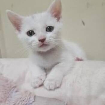 Domestic Short Hair Cats Available for Adoption in Waxhaw, North Carolina - Viola | PetCurious