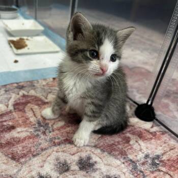 Laramie -  Domestic Short Hair Cat for Adoption in Los Angeles, California - Laramie | PetCurious
