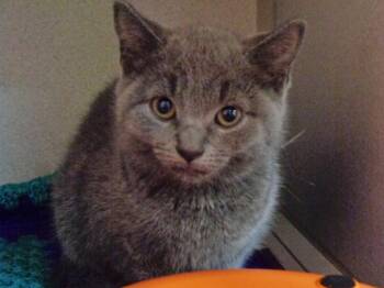 TOOTSIE ROLL -  Domestic Short Hair Cat for Adoption in Delhi, New York - TOOTSIE ROLL | PetCurious