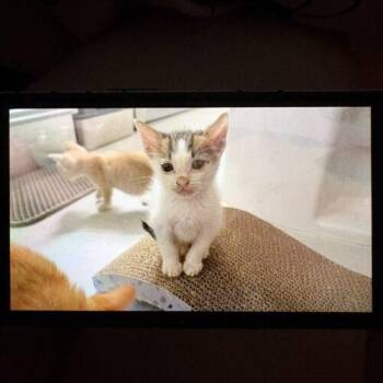 Dash -  Domestic Short Hair Cat for Adoption in Tampa, Florida - Dash | PetCurious