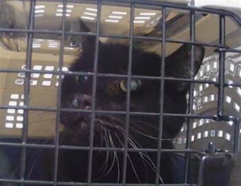 TOUCAN SAM -  Domestic Medium Hair Cat for Adoption in Charlotte, North Carolina - TOUCAN SAM | PetCurious