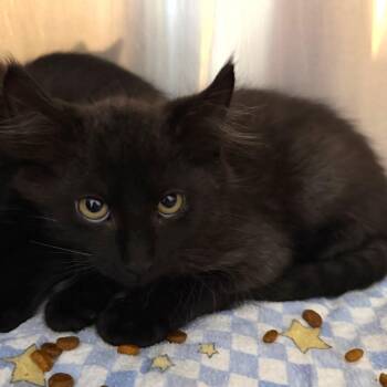 Moonbeam Fuzzybelly -  Domestic Medium Hair Cat for Adoption in Belleville, Illinois - Moonbeam Fuzzybelly | PetCurious