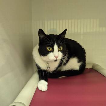 Maisie -  Domestic Short Hair Cat for Adoption in Drumheller, Alberta - Maisie | PetCurious