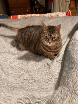 Rescue Domestic Short Hair Cats for Adoption in Greenville, South Carolina - Lexi - LH | PetCurious