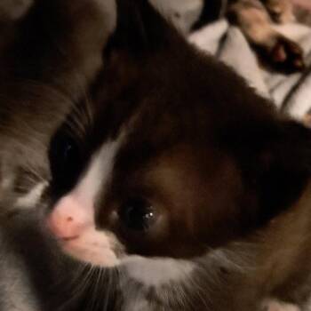 Domestic Short Hair Cats Available for Adoption in Green Forest, Arkansas - Tux | PetCurious