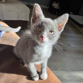 Fred 2307 -  Domestic Short Hair Cat for Adoption in Kansas City, Missouri - Fred 2307 | PetCurious