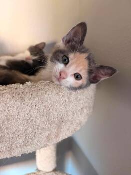 Opal -  Domestic Short Hair Cat for Adoption in Ephrata, Washington - Opal | PetCurious