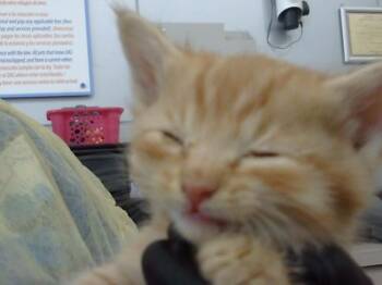 BUTTERSCOTCH -  Domestic Long Hair Cat for Adoption in Dallas, Texas - BUTTERSCOTCH | PetCurious