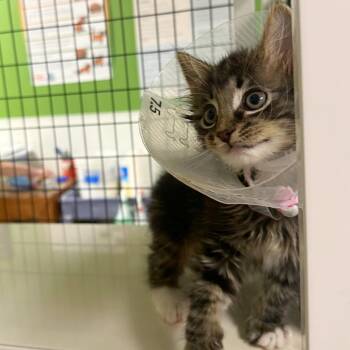Stegosaurus -  Domestic Medium Hair and Domestic Short Hair Cat for Adoption in Woodinville, Washington - Stegosaurus | PetCurious